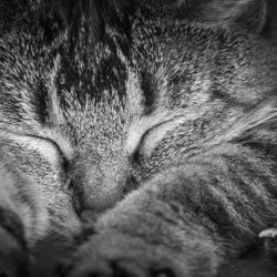 Katze